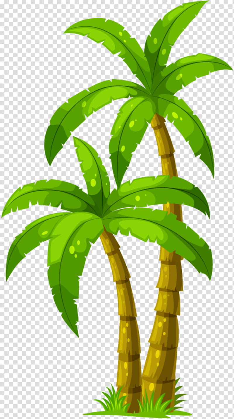 Coconut Tree Drawing, Palm Trees, Cartoon, Leaf, Terrestrial Plant, Plant Stem, Flower, Houseplant transparent background PNG clipart