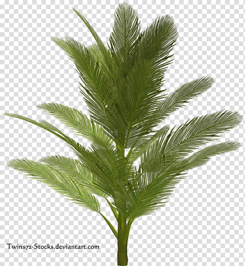 palm, green palm leaf screenshot transparent background PNG clipart