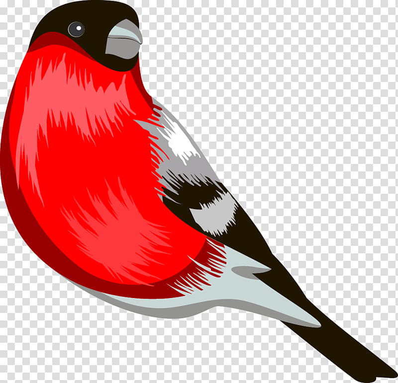 Cardinal Bird, Eurasian Bullfinch, Beak, Animation, Coloring Book, Red, Wing, Feather transparent background PNG clipart