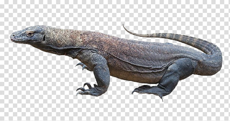 Dragon, Komodo Dragon, Lizard, Chameleons, Reptile, Central Bearded Dragon, Green Iguana, Animal transparent background PNG clipart