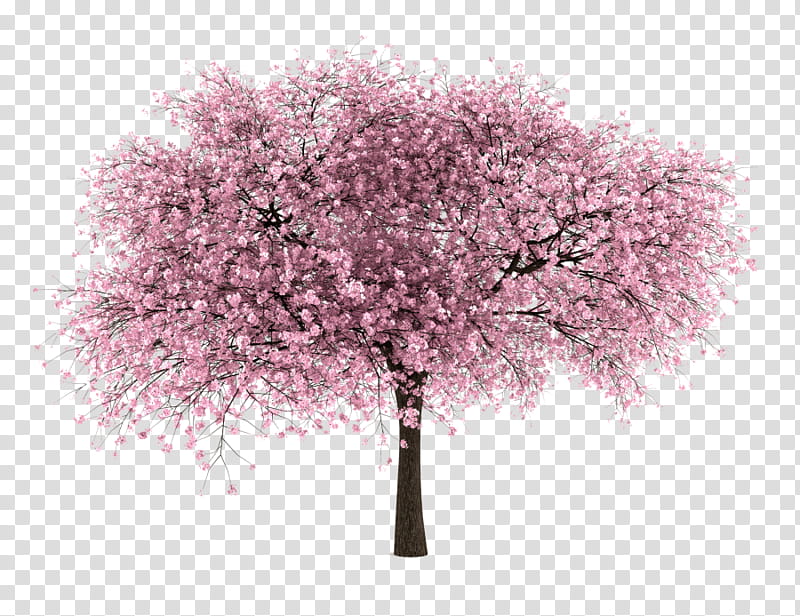 s, pink cherry blossom tree transparent background PNG clipart