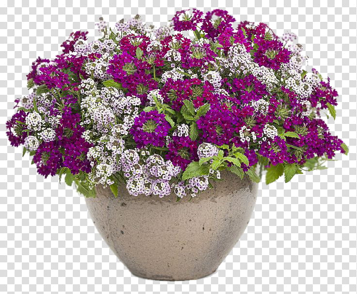 Pink Flower, Container Garden, Flowerpot, Vervain, Annual Plant, Gardening, Patio, Plants transparent background PNG clipart