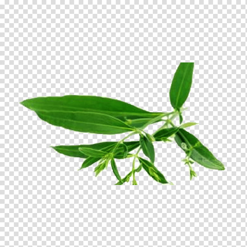 Green Leaf, Medicinal Plants, Extract, Ayurveda, Medicine, Green Chiretta, Health, Swertia transparent background PNG clipart