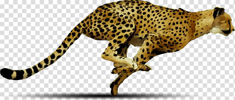 Lion, Cheetah, Cat, Leopard, Animal, Wildlife, African Leopard, Animal Figure transparent background PNG clipart