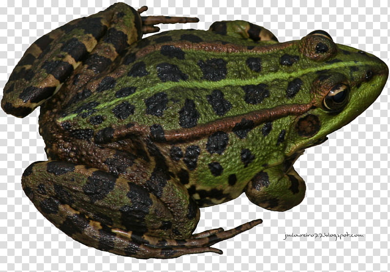 Rana vista lateral, green and brown frog transparent background PNG clipart