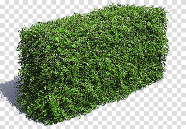 Green Grass, Hedge, Shrub, 3D Computer Graphics, 3D Modeling, Cotoneaster, Plants, Box transparent background PNG clipart