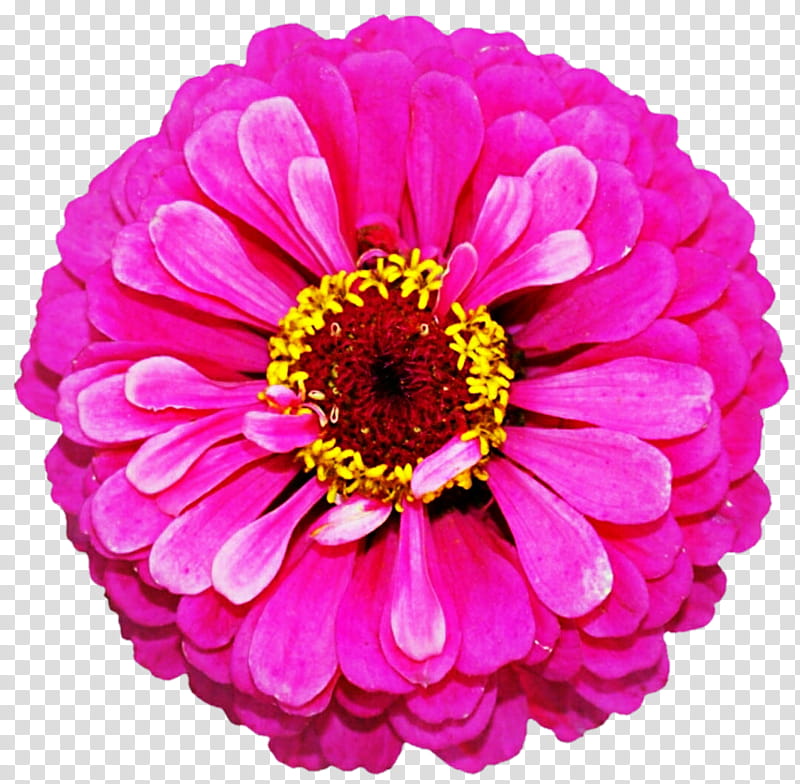 Bright Pink Zinnia transparent background PNG clipart