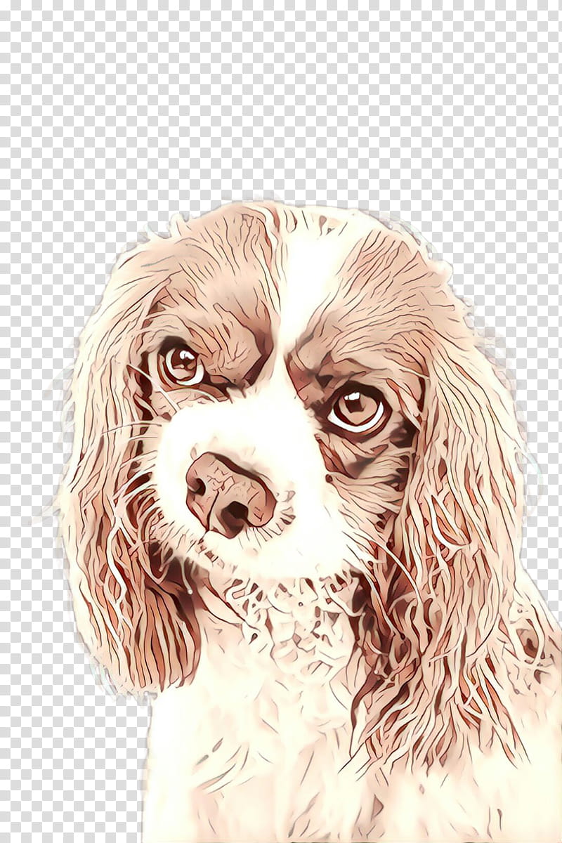 dog cocker spaniel spaniel boykin spaniel cavalier king charles spaniel transparent background PNG clipart