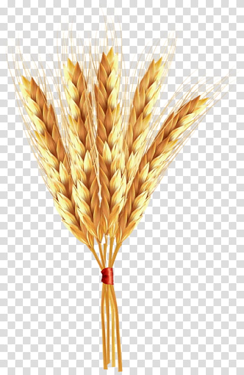 Wheat, Emmer, Cartoon, Spelt, Einkorn Wheat, Whole Grain, Cereal, Cereal Germ transparent background PNG clipart