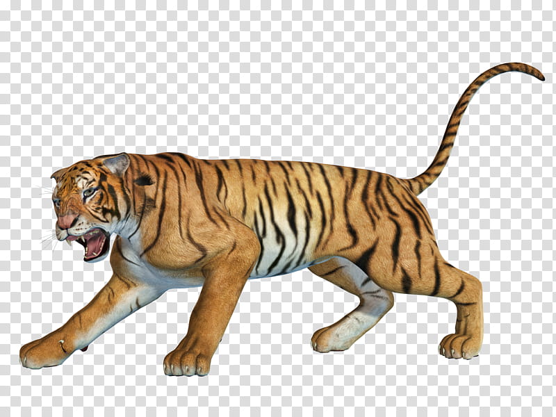 Cat, South China Tiger, Animal, Siberian Tiger, Wildlife, Animal Figure transparent background PNG clipart