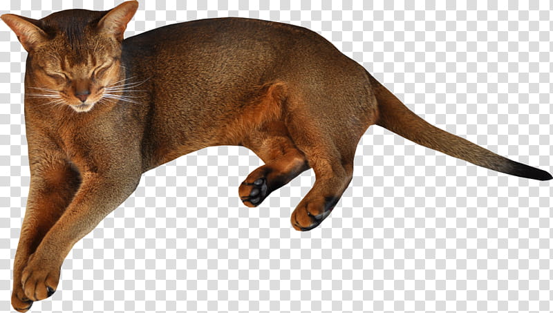 High Quality  Cats , lying brown cat transparent background PNG clipart
