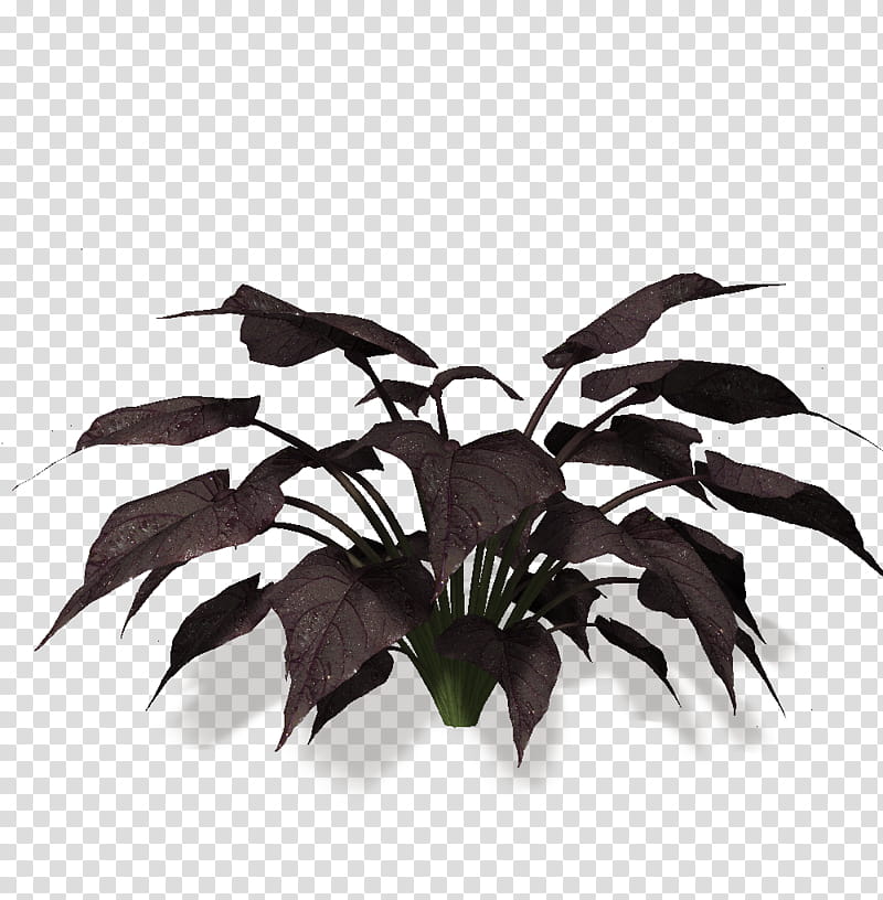 jungle plants, black leafed plant transparent background PNG clipart