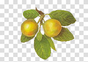 Fruit #04 transparent background PNG clipart thumbnail