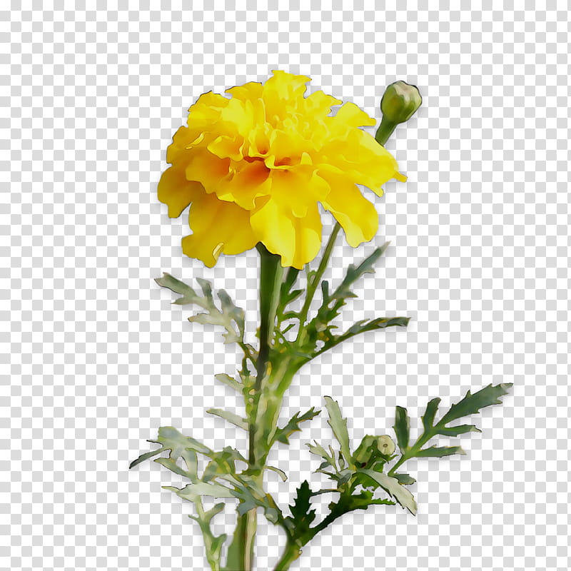 Flowers, Chrysanthemum, English Marigold, Cut Flowers, Yellow, Herbaceous Plant, Plant Stem, Annual Plant transparent background PNG clipart