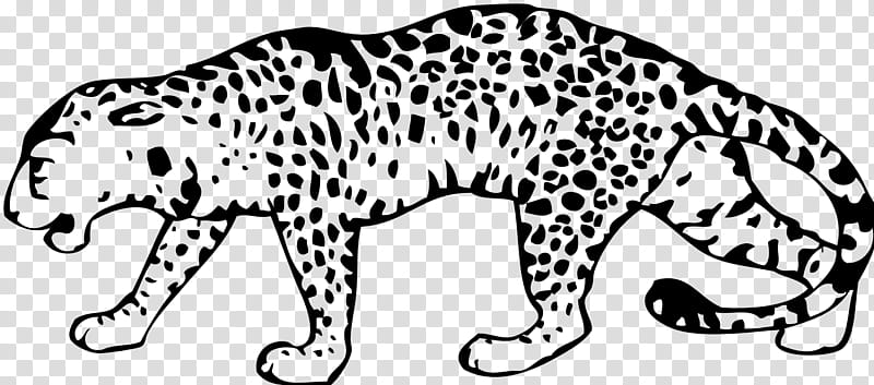 Cats, Leopard, Snow Leopard, Document, Clouded Leopard, Animal Figure, Wildlife, Snout transparent background PNG clipart