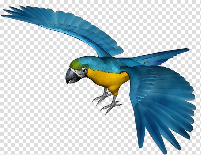 Bird Parrot, Budgerigar, Parrots Of New Guinea, Macaw, Cockatiel, Parakeet, Hyacinth Macaw, Computer Icons transparent background PNG clipart