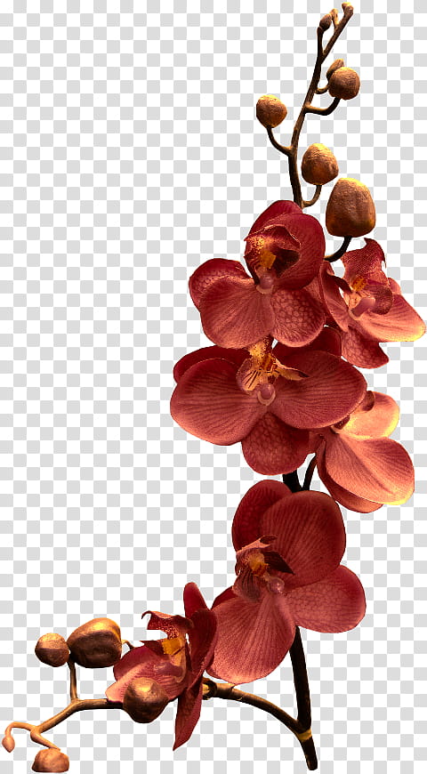 Flowers, Orchids, Branch, Phalaenopsis Schilleriana, Blossom, Singapore Orchid, Moth Orchids, Plant transparent background PNG clipart