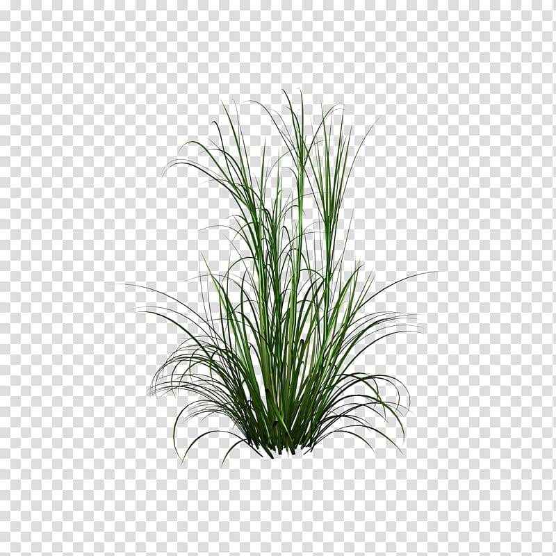 D Tall Grasses, green-linear plant transparent background PNG clipart