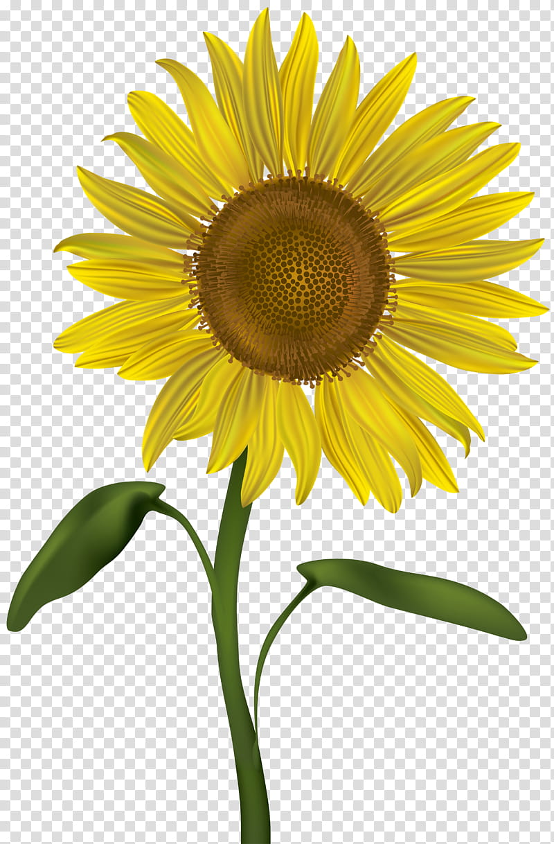 Drawing Of Family, Common Sunflower, Yellow, Plant, Sunflower Seed, Petal, Asterales, Daisy Family transparent background PNG clipart