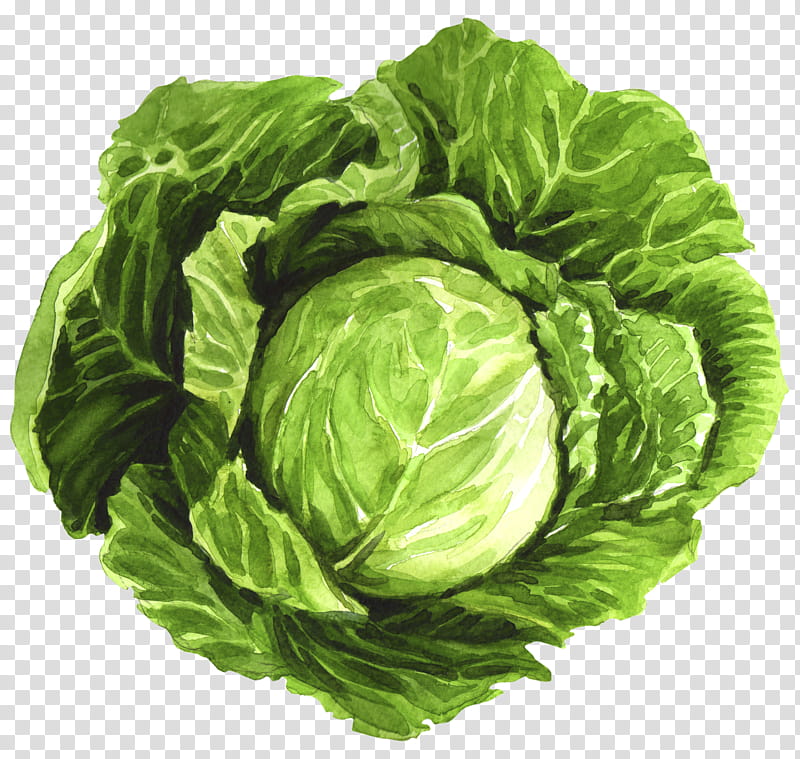 Goat, Romaine Lettuce, Food, Broth, Collard, Borscht, Spring Greens, Cabbage transparent background PNG clipart