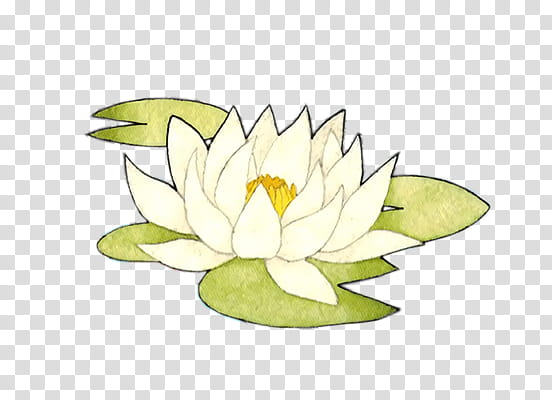 Goldfishes and lotus xp, white lotus flower in bloom illustration transparent background PNG clipart