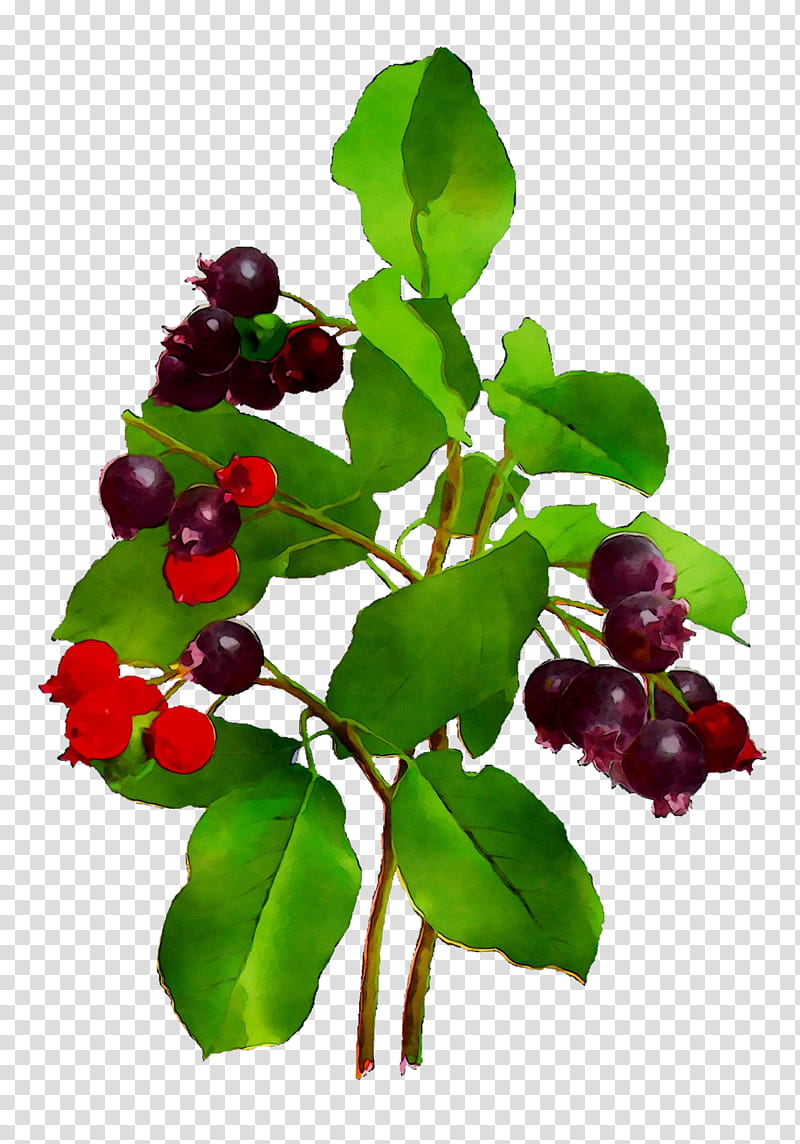 Family Tree, Lingonberry, Bilberry, Huckleberry, Chokeberry, Fiveflavor Berry, Superfood, Barbados Cherry transparent background PNG clipart