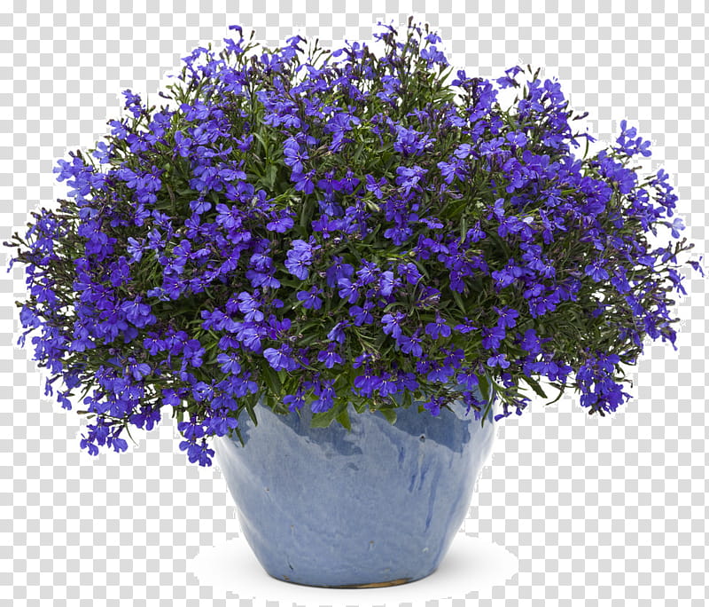 Blue Star, Lobelia Erinus, Blue Cardinal Flower, Plants, Annual Plant, Seed, Four Star Greenhouse Inc, Garden transparent background PNG clipart