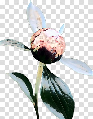 Watercolor Flower, Pop Art, Retro, Vintage, Flowering Plant, Plants, Petal, Botany transparent background PNG clipart thumbnail