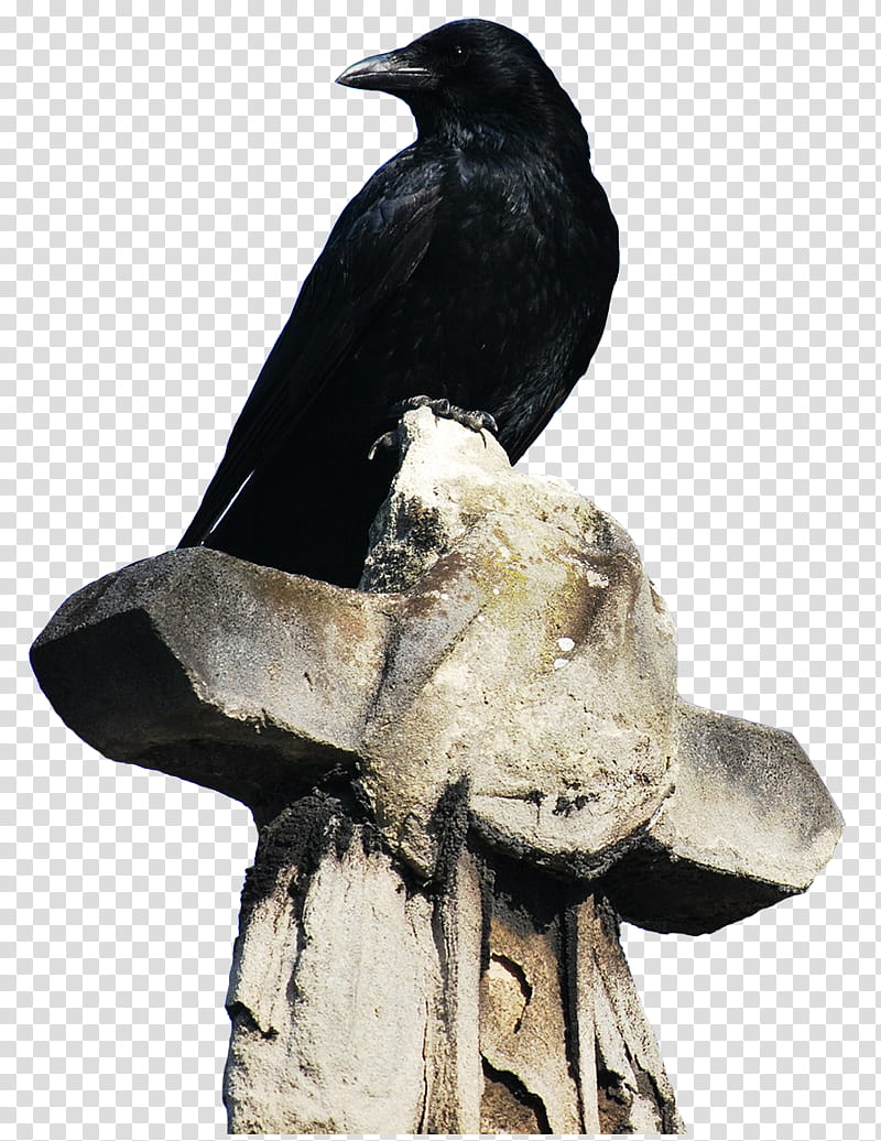 oh my goth, crow perching on concrete cross transparent background PNG clipart
