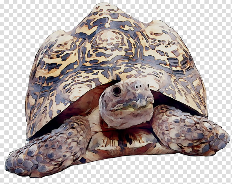 Sea Turtle, Box Turtles, Tortoise, Loggerhead Sea Turtle, Animal, Reptile, Desert Tortoise, Pond Turtle transparent background PNG clipart