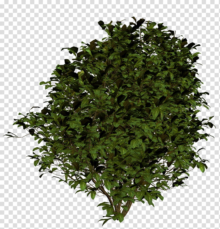 Oak Tree Leaf, Shrub, Tree Stump, Twig, Plant, Green, Grass, Flower transparent background PNG clipart