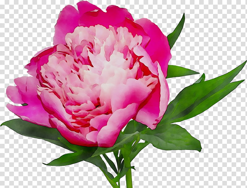 Floral Flower, Peony, Cut Flowers, Online Shopping, White, Pink, Red, Floral Design transparent background PNG clipart