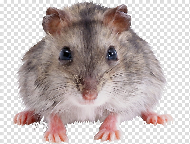 Hamster, Watercolor, Paint, Wet Ink, Gerbil, Rat, Dormouse, Whiskers transparent background PNG clipart