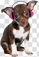 Puppys and Kittens, adult tan and white Chihuahua with headphones transparent background PNG clipart