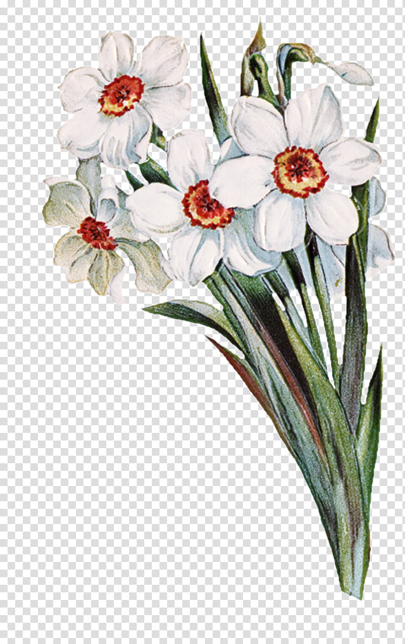 flower flowering plant plant narcissus petal, Cut Flowers, Moth Orchid, Amaryllis Family transparent background PNG clipart