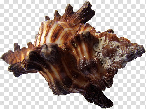 shells , brown hard coral illustration transparent background PNG clipart