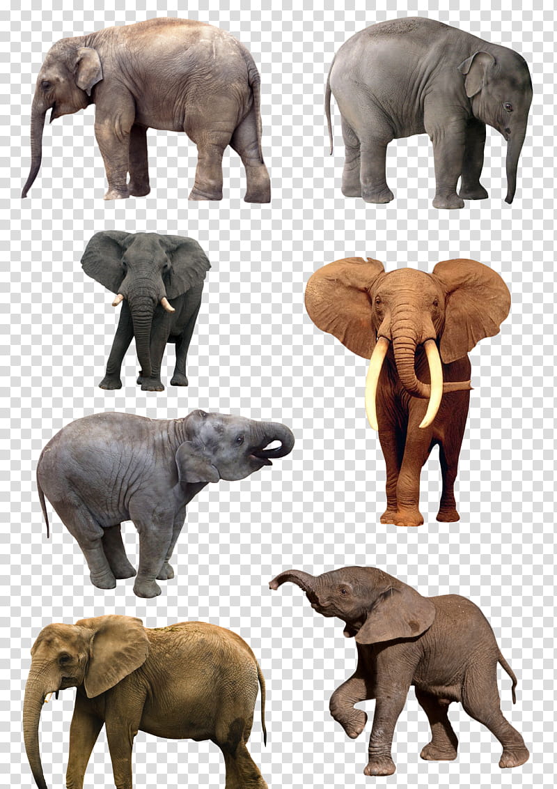 Elephants , eight elephants transparent background PNG clipart