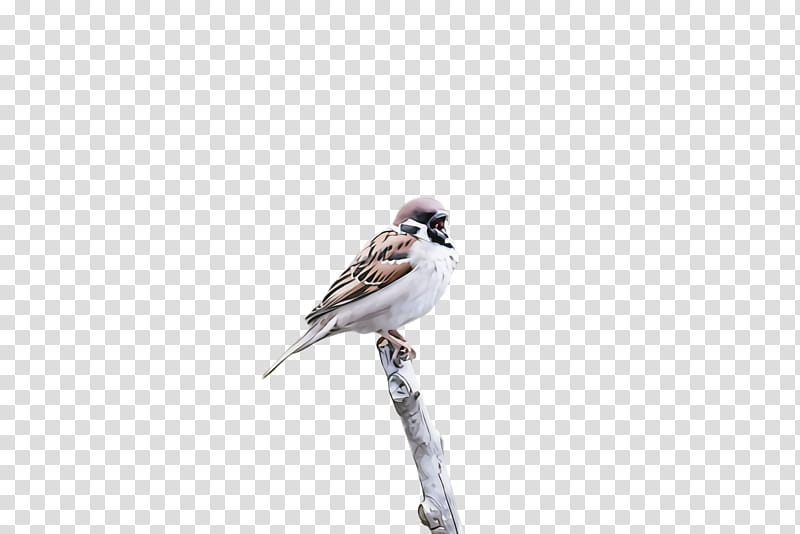 bird beak sparrow perching bird songbird, House Sparrow, Finch, Emberizidae, Wildlife, Twig transparent background PNG clipart