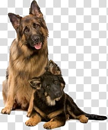Dog, adult and puppy German shepherds illustration transparent background PNG clipart