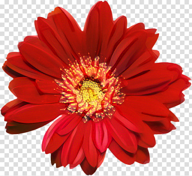 Flowers, Transvaal Daisy, Chrysanthemum, Cut Flowers, Petal, Oxeye Daisy, Argyranthemum, Orange Sa transparent background PNG clipart