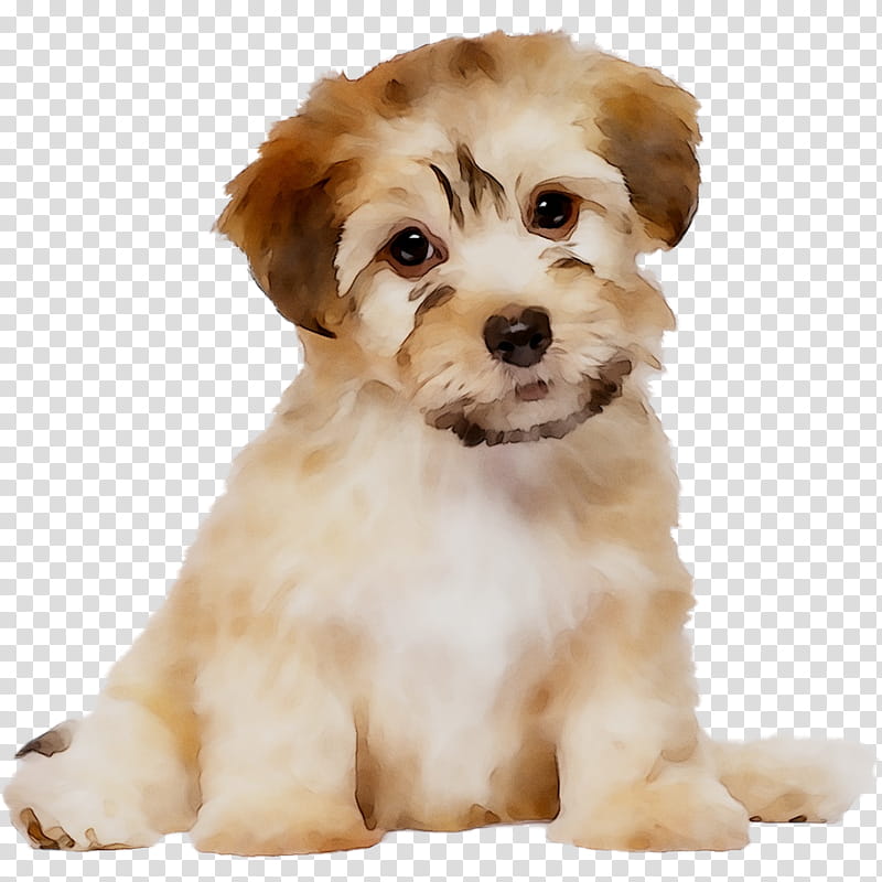 Lion, Schnoodle, Cavapoo, Havanese Dog, Little Lion Dog, Tibetan Terrier, Morkie, Puppy transparent background PNG clipart