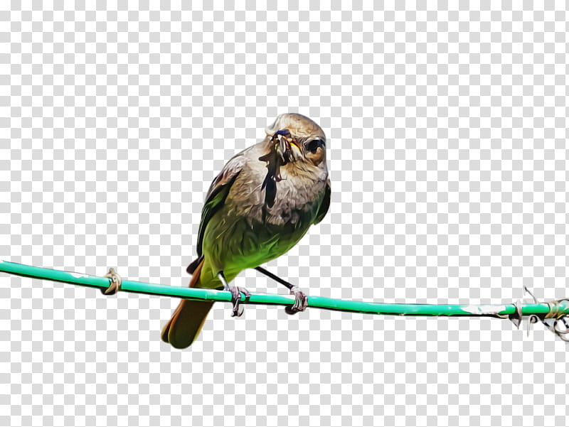 bird beak perching bird parrot branch, Songbird, Parakeet, Twig, Finch transparent background PNG clipart