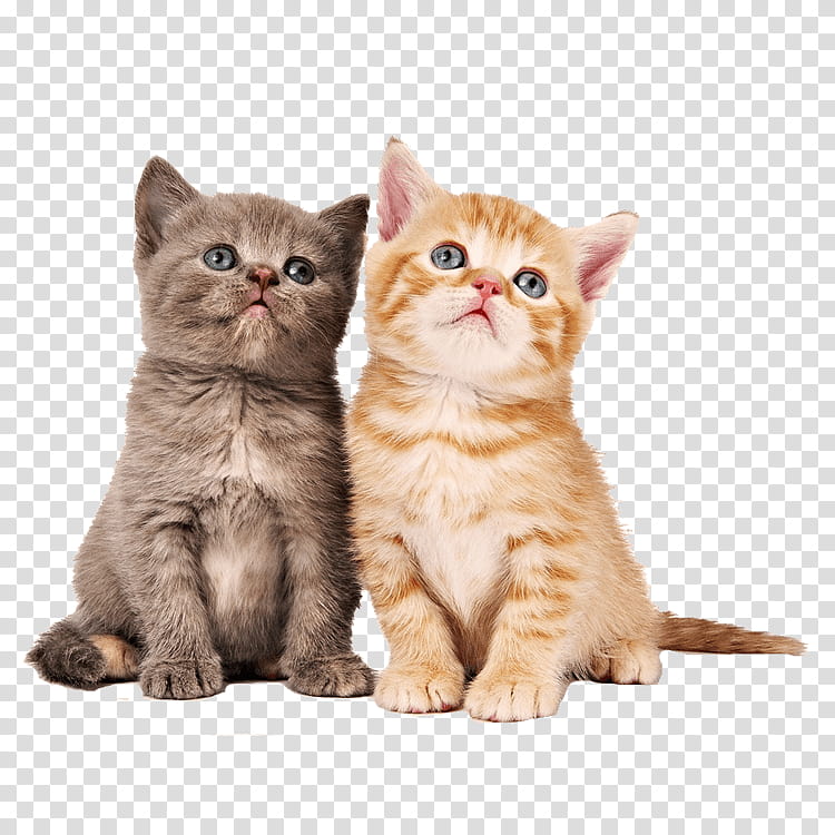 Cats, Kitten, Siamese Cat, Munchkin Cat, Savannah Cat, Cuteness, Puppy, Cats Protection transparent background PNG clipart