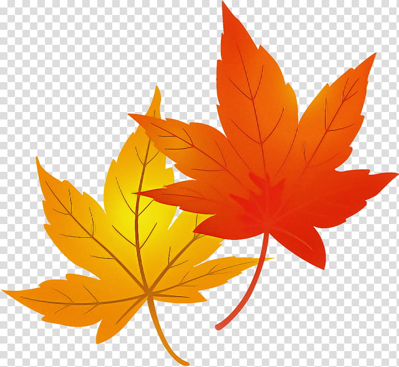 maple leaves autumn leaves, Leaf, Maple Leaf, Tree, Black Maple, Plant, Orange, Woody Plant transparent background PNG clipart