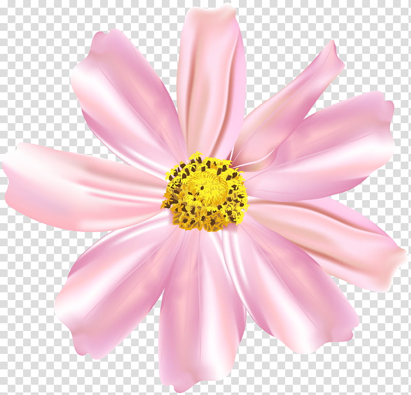 Flowers, Garden Cosmos, Chrysanthemum, Marguerite Daisy, Cut Flowers, Annual Plant, Pink M, Petal transparent background PNG clipart
