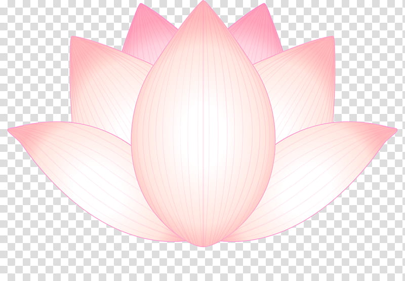lotus flower, Petal, Pink, White, Lotus Family, Sacred Lotus, Aquatic Plant, Tulip transparent background PNG clipart