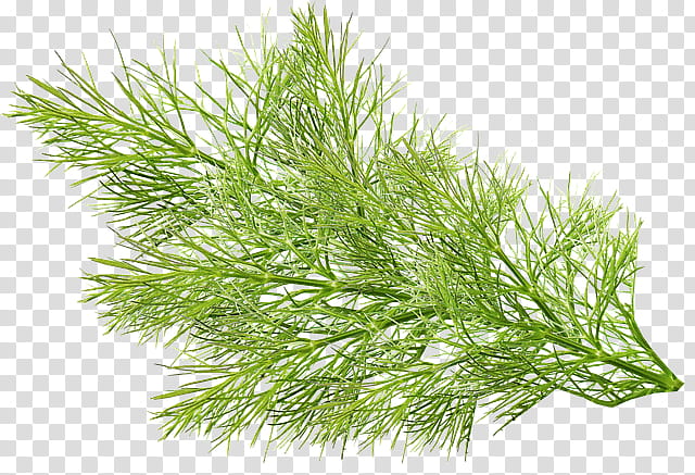 River, Fennel, Foeniculum Vulgare, Vegetable, Food, Dill, Plants, Anise transparent background PNG clipart