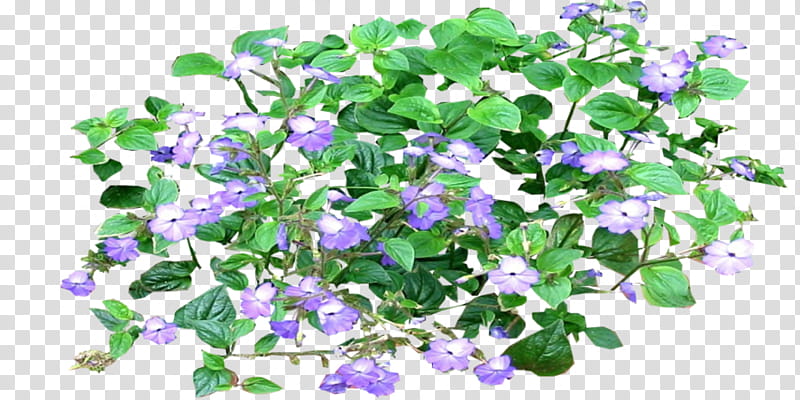 Blue Flower, Artist, Architecture, Film, 2018, Plant, Violet, Herb transparent background PNG clipart