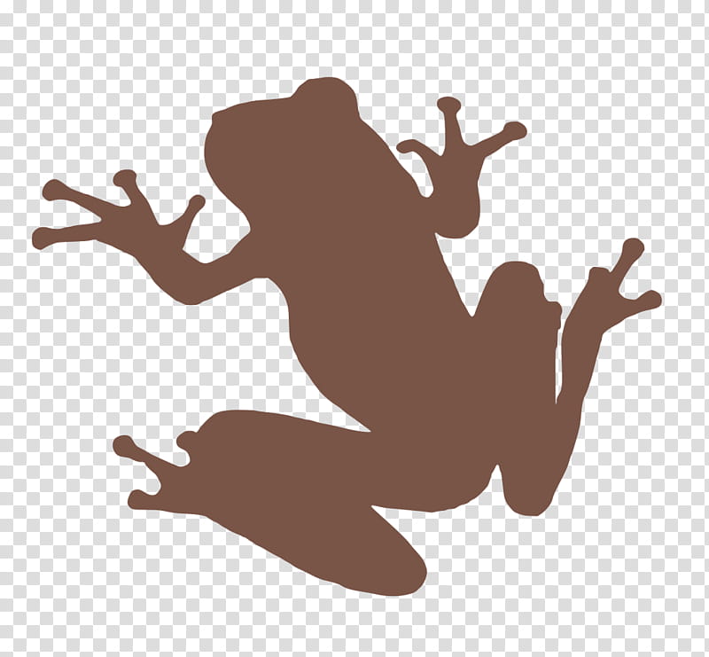 Pond, Frog, Amphibians, Animal, American Bullfrog, Pond Frogs, Toad, Toads transparent background PNG clipart