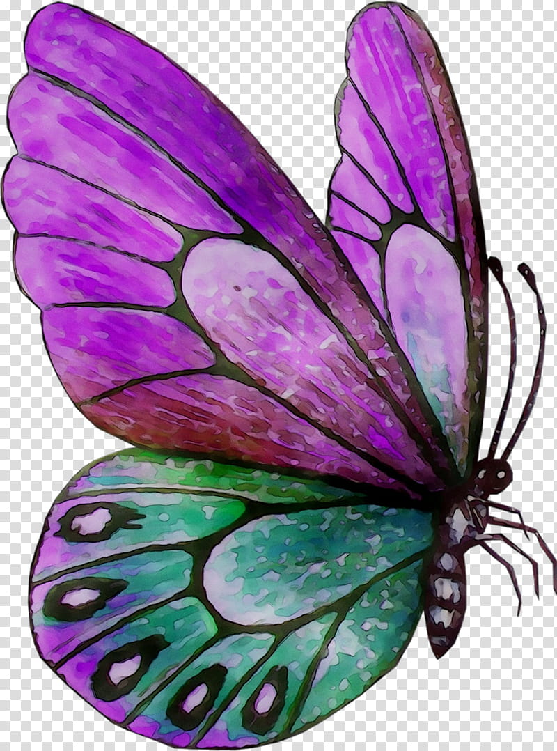 Monarch Butterfly, Brushfooted Butterflies, Moth, Purple, Fairy, Tiger Milkweed Butterflies, Violet, Petal transparent background PNG clipart